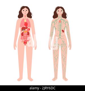 Organe und Lymphsystem, Illustration Stockfoto