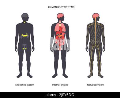 Human Systems Set, Illustration Stockfoto