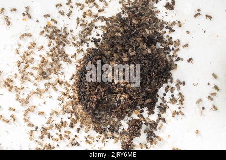 Tote Bienen auf weißem Hintergrund. Tote Insekten aus dem Bienenstock. Ein geschrumpfter Schwarm infolge des Einflusses der Varroa-Milbe, einer Familienstörung oder Stockfoto