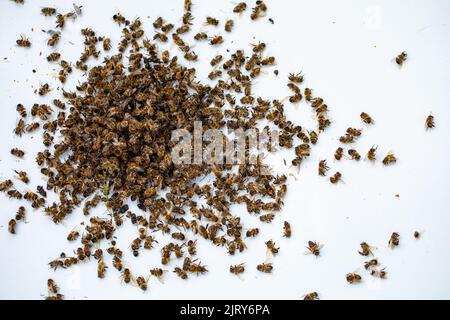 Tote Bienen auf weißem Hintergrund. Tote Insekten aus dem Bienenstock. Ein geschrumpfter Schwarm infolge des Einflusses der Varroa-Milbe, einer Familienstörung oder Stockfoto