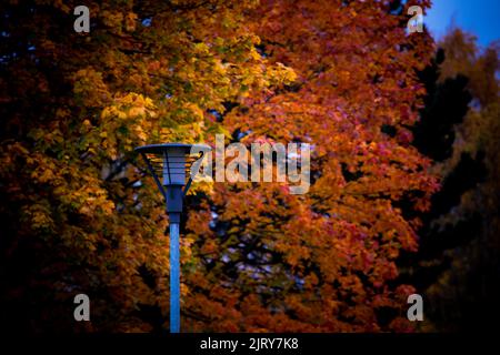 Schöner Herbsttag im Herbst. Ein Herbsttag in Falkenberg Schweden. Schönes rotes Blatt Stockfoto