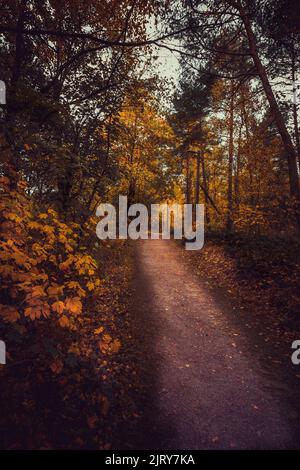 Schöner Herbsttag im Herbst. Ein Herbsttag in Falkenberg Schweden. Schönes rotes Blatt Stockfoto