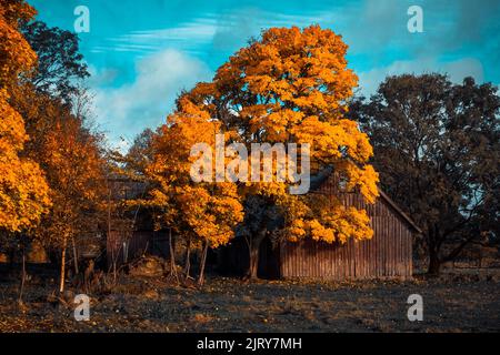 Schöner Herbsttag im Herbst. Ein Herbsttag in Falkenberg Schweden. Schönes rotes Blatt Stockfoto