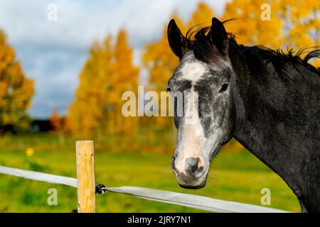 Schöner Herbsttag im Herbst. Ein Herbsttag in Falkenberg Schweden. Schönes rotes Blatt Stockfoto