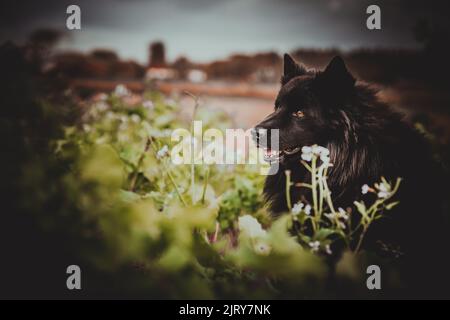 Schöner Herbsttag im Herbst. Ein Herbsttag in Falkenberg Schweden. Schönes rotes Blatt Stockfoto