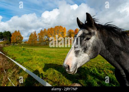 Schöner Herbsttag im Herbst. Ein Herbsttag in Falkenberg Schweden. Schönes rotes Blatt Stockfoto