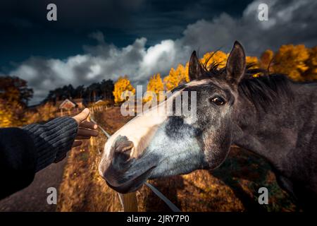 Schöner Herbsttag im Herbst. Ein Herbsttag in Falkenberg Schweden. Schönes rotes Blatt Stockfoto
