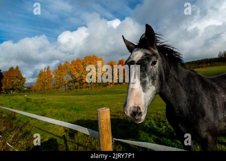 Schöner Herbsttag im Herbst. Ein Herbsttag in Falkenberg Schweden. Schönes rotes Blatt Stockfoto