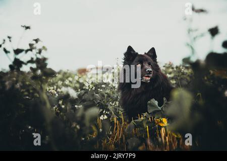 Schöner Herbsttag im Herbst. Ein Herbsttag in Falkenberg Schweden. Schönes rotes Blatt Stockfoto