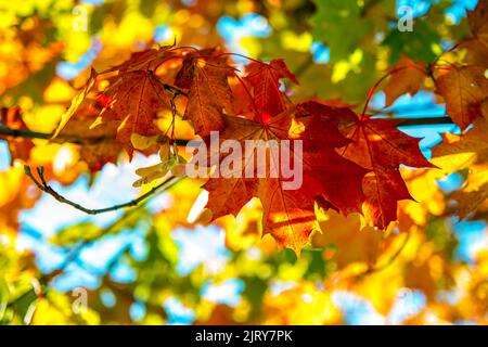 Schöner Herbsttag im Herbst. Ein Herbsttag in Falkenberg Schweden. Schönes rotes Blatt Stockfoto