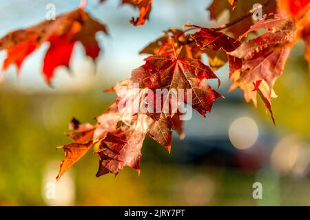 Schöner Herbsttag im Herbst. Ein Herbsttag in Falkenberg Schweden. Schönes rotes Blatt Stockfoto