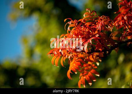 Schöner Herbsttag im Herbst. Ein Herbsttag in Falkenberg Schweden. Schönes rotes Blatt Stockfoto