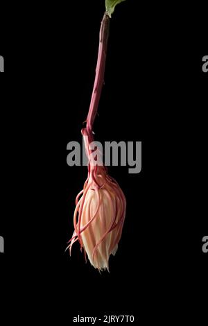 Verwelkt Nacht blühende Cereus Blume isoliert auf schwarzem Hintergrund, selten blüht und nur in der Nacht Prinzessin der Nacht Pflanzenblüte dehydriert Stockfoto