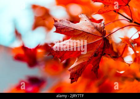 Schöner Herbsttag im Herbst. Ein Herbsttag in Falkenberg Schweden. Schönes rotes Blatt Stockfoto