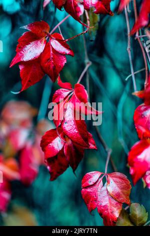 Schöner Herbsttag im Herbst. Ein Herbsttag in Falkenberg Schweden. Schönes rotes Blatt Stockfoto