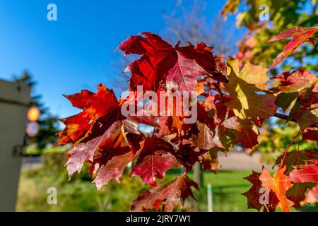 Schöner Herbsttag im Herbst. Ein Herbsttag in Falkenberg Schweden. Schönes rotes Blatt Stockfoto