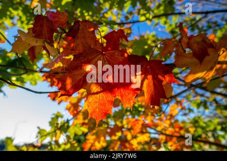 Schöner Herbsttag im Herbst. Ein Herbsttag in Falkenberg Schweden. Schönes rotes Blatt Stockfoto