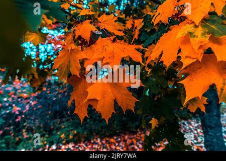 Schöner Herbsttag im Herbst. Ein Herbsttag in Falkenberg Schweden. Schönes rotes Blatt Stockfoto