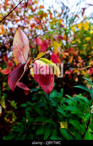 Schöner Herbsttag im Herbst. Ein Herbsttag in Falkenberg Schweden. Schönes rotes Blatt Stockfoto