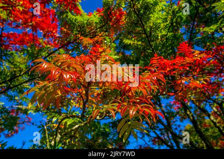 Schöner Herbsttag im Herbst. Ein Herbsttag in Falkenberg Schweden. Schönes rotes Blatt Stockfoto