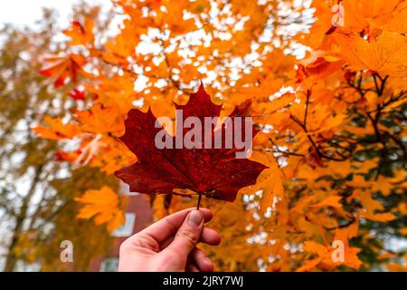 Schöner Herbsttag im Herbst. Ein Herbsttag in Falkenberg Schweden. Schönes rotes Blatt Stockfoto