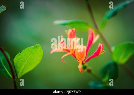 Schöner Herbsttag im Herbst. Ein Herbsttag in Falkenberg Schweden. Schönes rotes Blatt Stockfoto