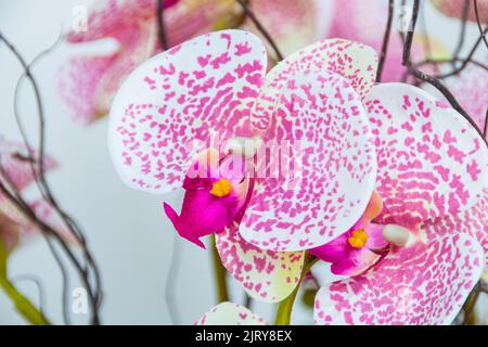 Orchidee des Mondes in rosa Farbe, sehr beliebte Pflanze in den Gärten von Rio de Janeiro. Stockfoto