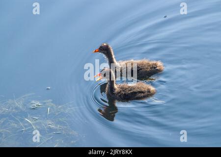 Zwei Kormorane in der lagune rodrigo de freitas in Rio de Janeiro, Brasilien. Stockfoto