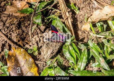 Schwarzer Schmetterling mit rosafarbenen Flügeln auf einem Felsen Stockfoto