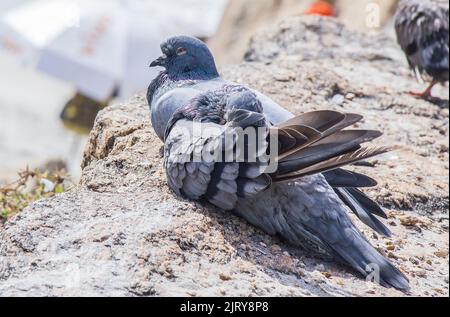 Ein paar Tauben liegen auf einem Felsen in Rio de Janeiro. Stockfoto