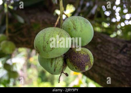 Grüne Mango auf dem Baum in rio de janeiro Brasilien. Stockfoto