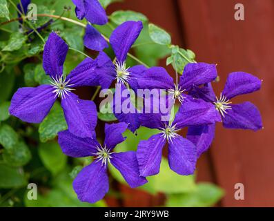 'Jackmanii' späte Großblütengruppe, klematis (Clematis Hybrid) Stockfoto