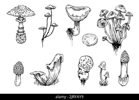 Pilzset. Essbare und nicht essbare Pilzpflanzen aus wildem Wald. Umreißen Sie die von Hand gezeichnete Skizze. Zeichnen mit Tinte. Isoliert auf weißem Hintergrund Stock Vektor