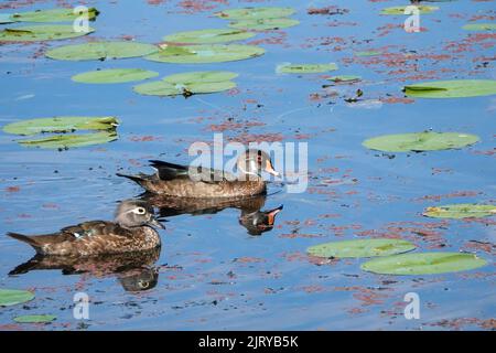 Kirkland, Washington, USA. Männliche und weibliche Wood Ducks im nicht-brütenden Gefieder schwimmen im Juanita Bay Park, einem Teil des Lake Washington. Stockfoto