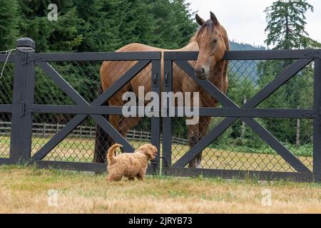 Issaquah, Washington, USA. Der 3 Monate alte Aussiedoodle-Welpe namens 'Bella' schaut neugierig auf ein Pferd auf dem Feld. (PR) Stockfoto