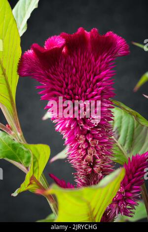 Nahaufnahme der roten Samtblüte, der Celosia cristata oder der Argentea, auch bekannt als Cockscomb, einer gewöhnlichen Gartenpflanze Stockfoto