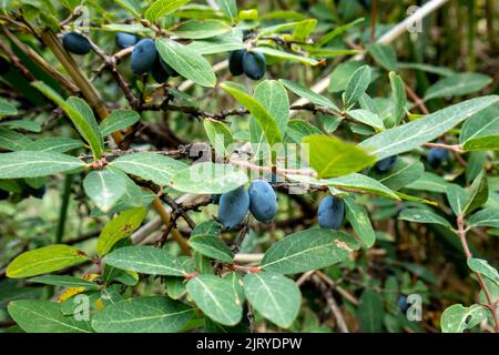 Reife Geißelbeeren auf einem Buschzweig. Sommerbeeren Stockfoto