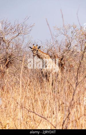 Afrikanische Giraffen zwischen trockenen Büschen und Bäumen. Chobe National Park. Botswana Stockfoto