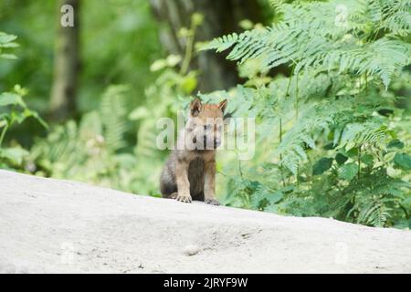 Eurasischer Wolf (Canis lupus lupus) Junge in einem Wald, Hessen, Deutschland Stockfoto