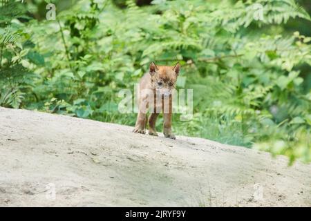 Eurasischer Wolf (Canis lupus lupus) Junge in einem Wald, Hessen, Deutschland Stockfoto