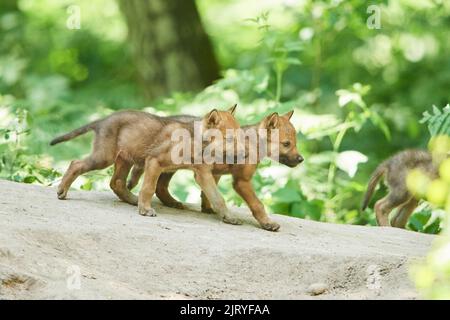 Eurasischer Wolf (Canis lupus lupus) Junge im Wald, Hessen, Deutschland Stockfoto