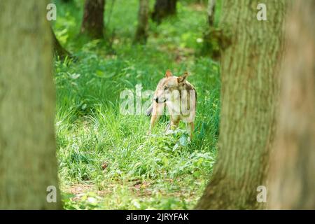 Eurasischer Wolf (Canis lupus lupus) im Wald stehend, Hessen, Deutschland Stockfoto
