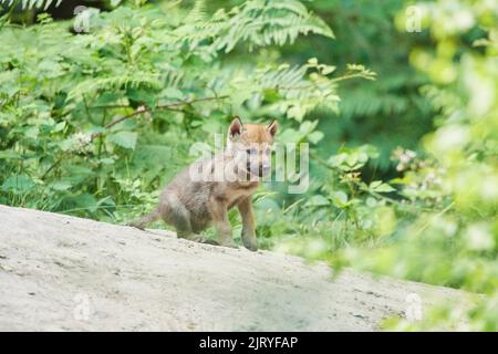 Eurasischer Wolf (Canis lupus lupus) Junge in einem Wald, Hessen, Deutschland Stockfoto