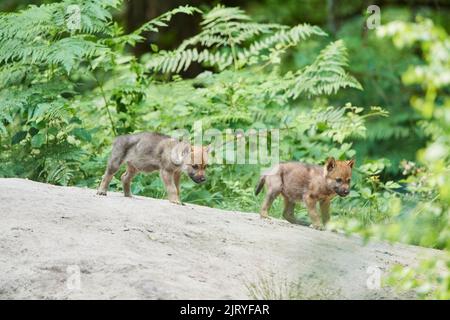 Eurasischer Wolf (Canis lupus lupus) Junge im Wald, Hessen, Deutschland Stockfoto