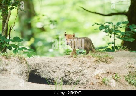 Eurasischer Wolf (Canis lupus lupus) Junge in einem Wald, Hessen, Deutschland Stockfoto