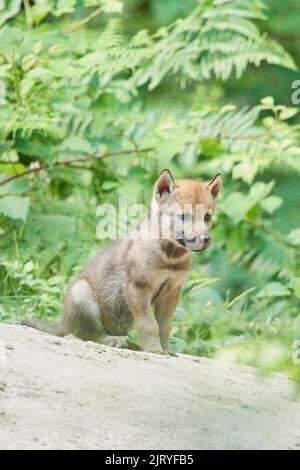 Eurasischer Wolf (Canis lupus lupus) Junge in einem Wald, Hessen, Deutschland Stockfoto