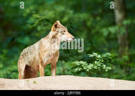 Eurasischer Wolf (Canis lupus lupus) im Wald, Hessen, Deutschland Stockfoto