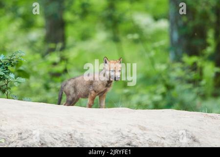 Eurasischer Wolf (Canis lupus lupus) Junge in einem Wald, Hessen, Deutschland Stockfoto