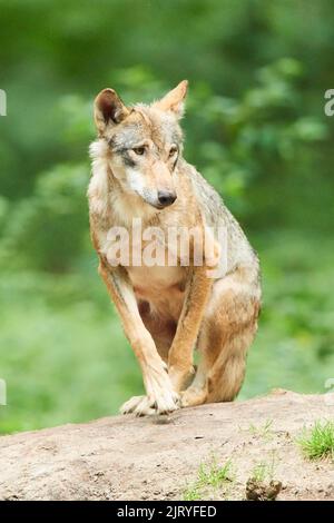 Eurasischer Wolf (Canis lupus lupus) auf einem Felsen im Wald sitzend, Hessen, Deutschland Stockfoto