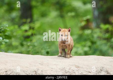 Eurasischer Wolf (Canis lupus lupus) Junge in einem Wald, Hessen, Deutschland Stockfoto